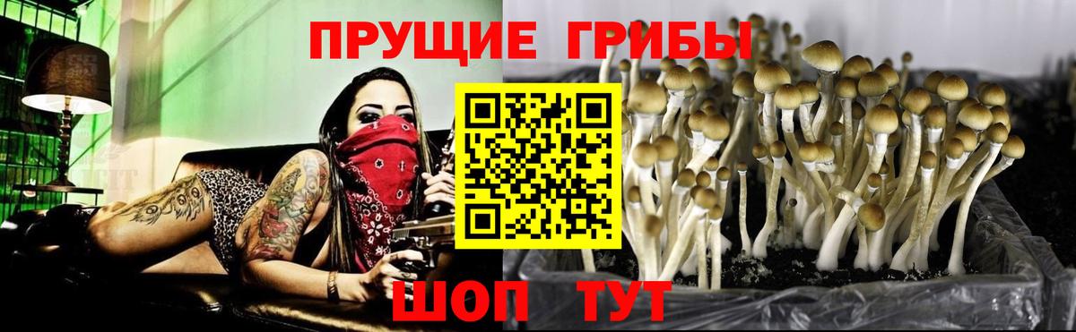 Галлюциногенные грибы Psilocybine cubensis Новочебоксарск